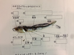 カタクチイワシの解剖図