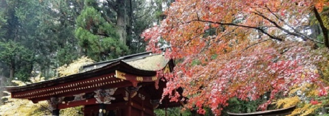 紅葉